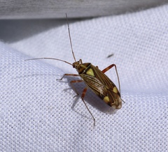 Rhabdomiris striatellus