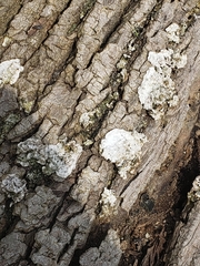 Biscogniauxia atropunctata