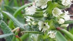 Echiostachys incanus