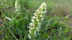 Echiostachys incanus