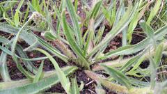 Echiostachys incanus