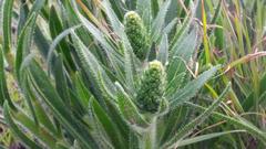 Echiostachys incanus