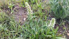 Echiostachys incanus