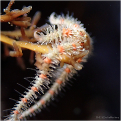 Ophiothrix spiculata