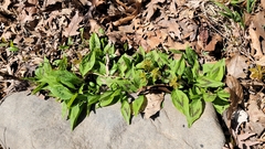 Persicaria virginiana