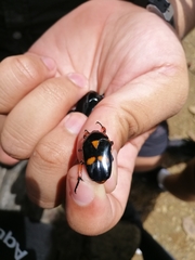 Heterorrhina paupera