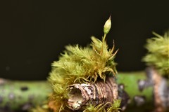 Orthotrichum pulchellum