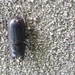 photo of Cedar Beetle (Sandalus niger)