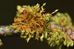 Orthotrichum pulchellum