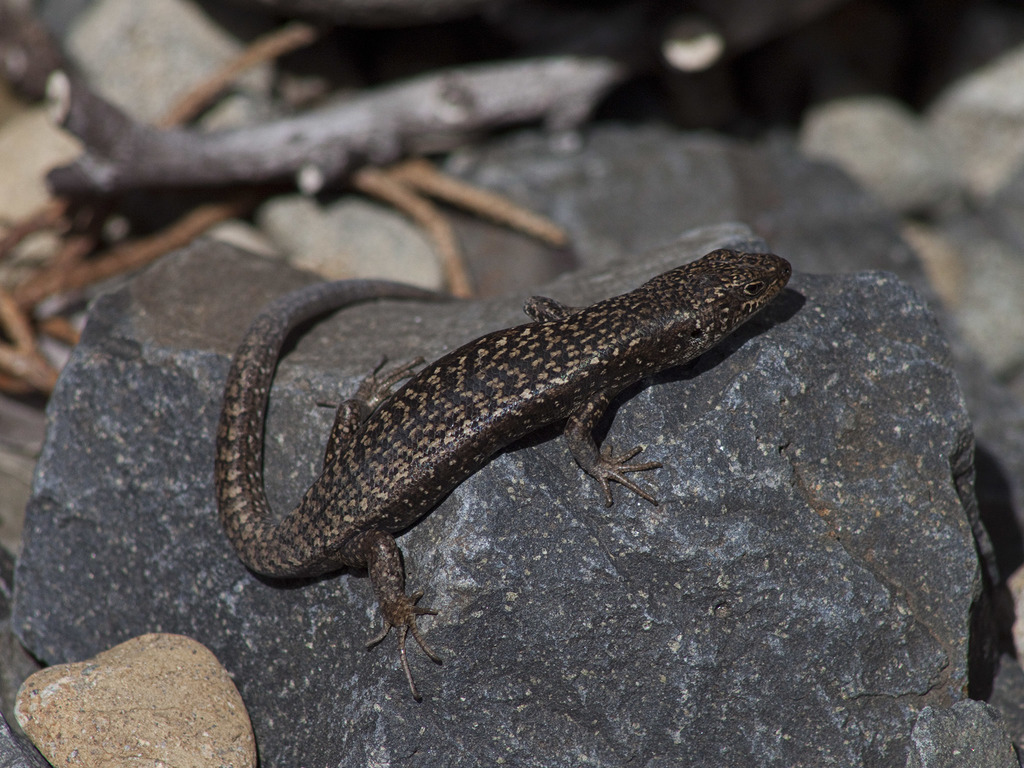Ocellated Cool-Skink