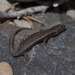 Spotted Skink - Photo (c) Nuytsia@Tas, some rights reserved (CC BY-NC-SA)