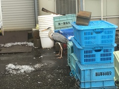 Ardea cinerea