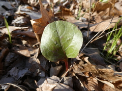 Pyrola americana