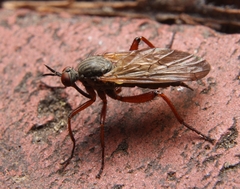 Empis spectabilis