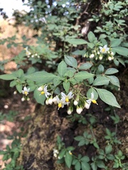 Solanum appendiculatum