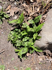 Persicaria virginiana