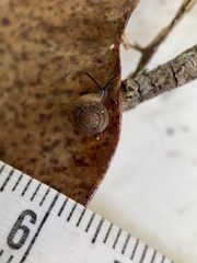 Pernagera albanensis