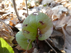 Pyrola americana