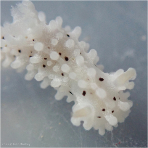 Salt-and-pepper Doris