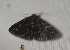 Metalectra tantillus