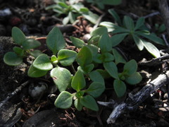 Monardella macrantha
