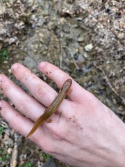 Gyrinophilus porphyriticus