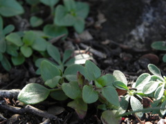 Monardella macrantha