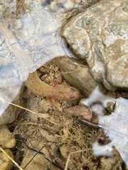 Gyrinophilus porphyriticus