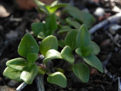 Monardella macrantha