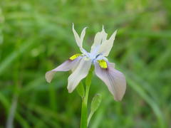 Moraea vegeta