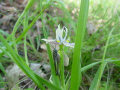 Moraea vegeta