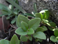 Monardella macrantha