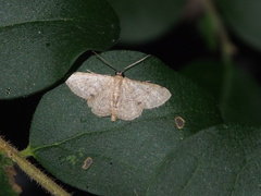 Idaea ptyonopoda