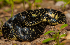 Black Kingsnake photo 2