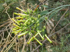 Nicotiana glauca