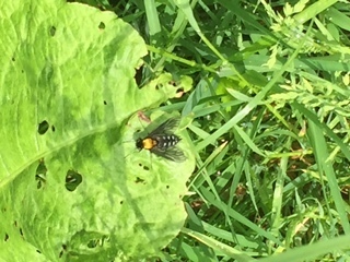 photo of Bees And Apoid Wasps (Apoidea)