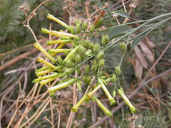 Nicotiana glauca