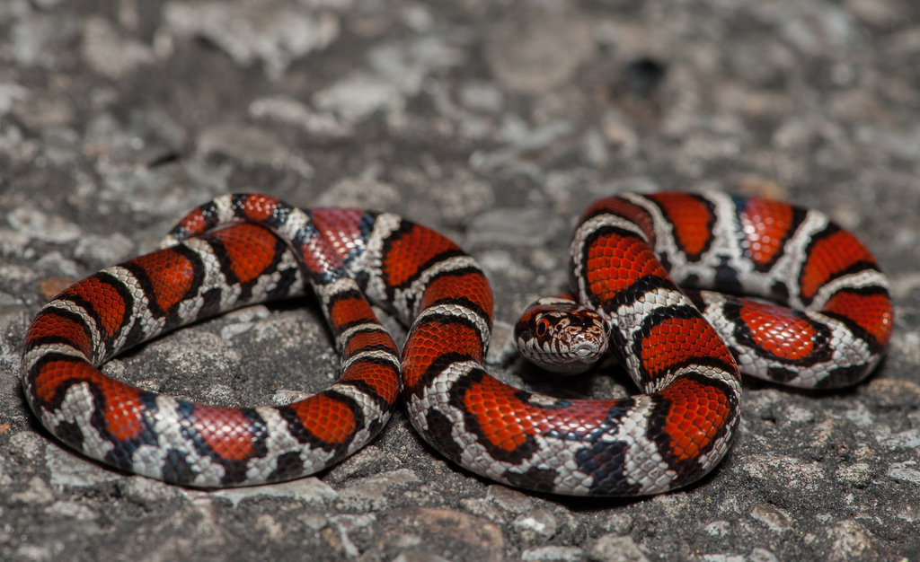 Eastern Milksnake from 4322 Little River Trail NE #100, Fort Payne, AL ...