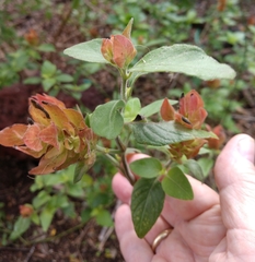 Justicia brandegeeana