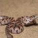 Mole Kingsnake - Photo (c) Amber Hart, some rights reserved (CC BY-NC), uploaded by Amber Hart