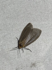 Pagara simplex