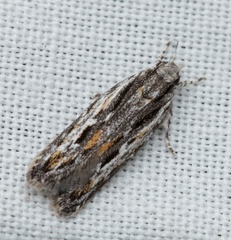 Ardozyga amblopis