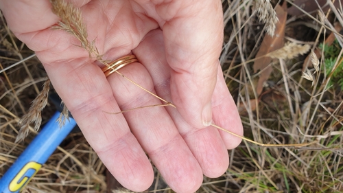 Image of Pentameris pallida by (c) Rosalie Lawrence, some rights reserved (CC BY)