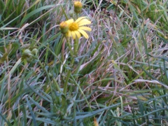 Senecio