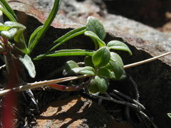 Monardella macrantha