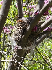 Turdus migratorius