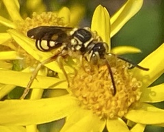 Nomada luteoloides