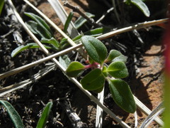 Monardella macrantha