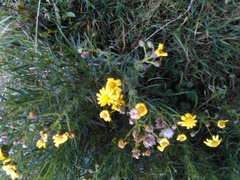 Senecio