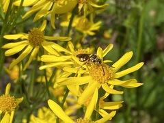 Nomada luteoloides